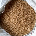 Wheat