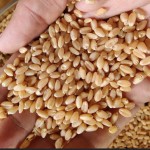 Wheat